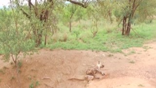 Real Black Babe Pussy Railed POV By Hung White Tourist In Safari Van