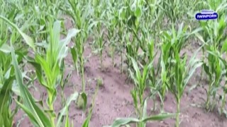 airaccoon - POV Horny witch saves me from curse of a penis boner with deep blowjob 2