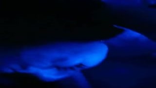 Asa Akira - OnlyFans #102