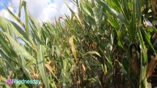AmWednesday - Corn field
