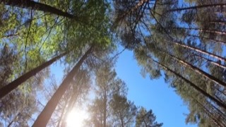 Alisa Lovely - Amateur Сouple Gets Fucked in the Car Forest - Outdoor POV