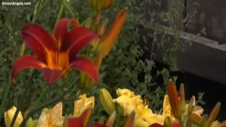 AmourAngels - Tropical Garden 2