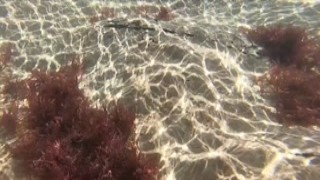 kiss1couple - Underwater creampie