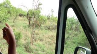 Nympho African Girlfriend Sucks My White Cock After Exotic Safari Date