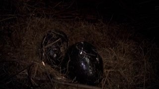 HORROR PORN: Lord Peckerclaw